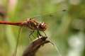 dragon flys